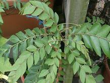 Weight Loss: इस घरेलू नुस्खे का करें इस्तेमाल, तेजी से वजन कम करने में मिलेगी मदद