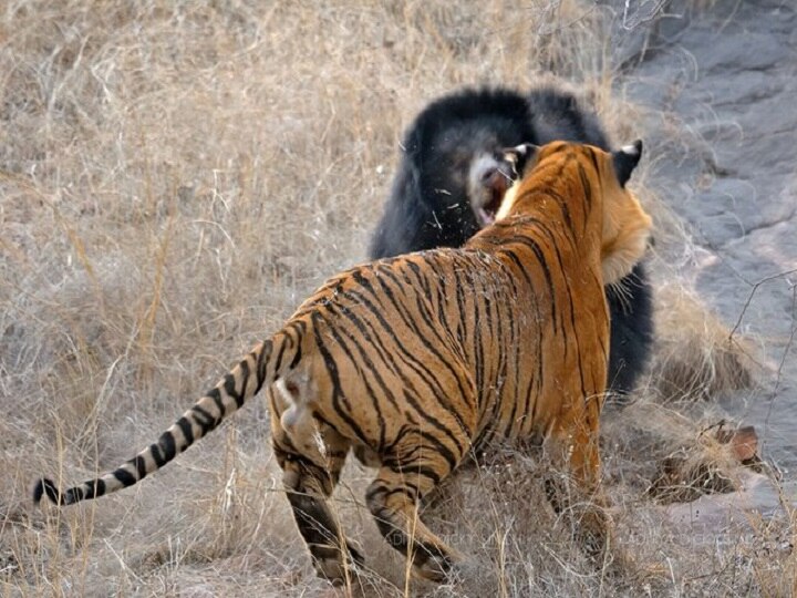 Rajasthan Ranthambhore tiger reserve confrontation Between Mother Bear and Tigers अपने बच्चों को बचाने के लिए टाइगर से भिड़ गई मादा भालू, जानें इसके बाद क्या हुआ