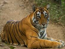 राजस्थान: कोरोना वायरस का रणथंभौर टाइगर पार्क पर दिख रहा असर, सैलानियों ने कैंसिल की बुकिंग