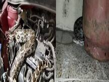 महाराष्ट्रः मुंबई में कार और किचेन के अंदर मिला अजगर, सर्प मित्र की वजह से जंगल में छोड़ा गया