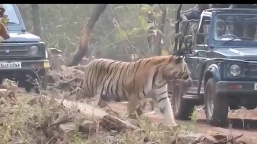 जंगल सफारी में टाइगर ने रोका सैलानियों का रास्ता, Video सोशल मीडिया पर हुआ वायरल