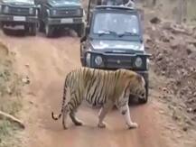 जंगल सफारी में टाइगर ने रोका सैलानियों का रास्ता, Video सोशल मीडिया पर हुआ वायरल