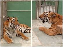 महाराष्ट्र: मुंबई के रानीबाग चिड़ियाघर में 'करिश्मा' और 'शक्ति' की सुनाई दी दहाड़