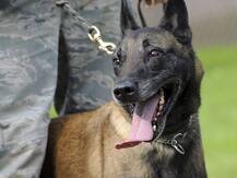 ओसामा बिन लादेन को खोजने वाले कुत्तों की प्रजाति का इस्तेमाल करेगी कोलकाता पुलिस