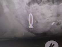 साउथ अफ्रीका: सगाई की अंगूठी निगल गया कुत्ता, अब एक्सरे की तस्वीरें हो रही हैं वायरल