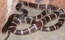 सांपों के जहर की तस्करी करते तीन तस्कर गिरफ्तार, करोड़ों की कीमत का जहर जब्त