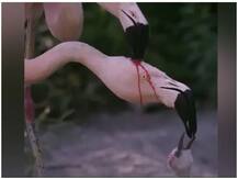 फ्लेमिंगो ने अपने बच्चे को ऐसे खिलाया खाना, वन अधिकारी का शेयर किया गया वीडियो हुआ वायरल