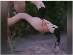 फ्लेमिंगो ने अपने बच्चे को ऐसे खिलाया खाना, वन अधिकारी का शेयर किया गया वीडियो हुआ वायरल