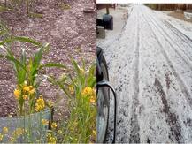 Weather Report Patna: बिहार के कई जिलों में बारिश के साथ गिरे ओले, फसलों को हुआ काफी नुकसान