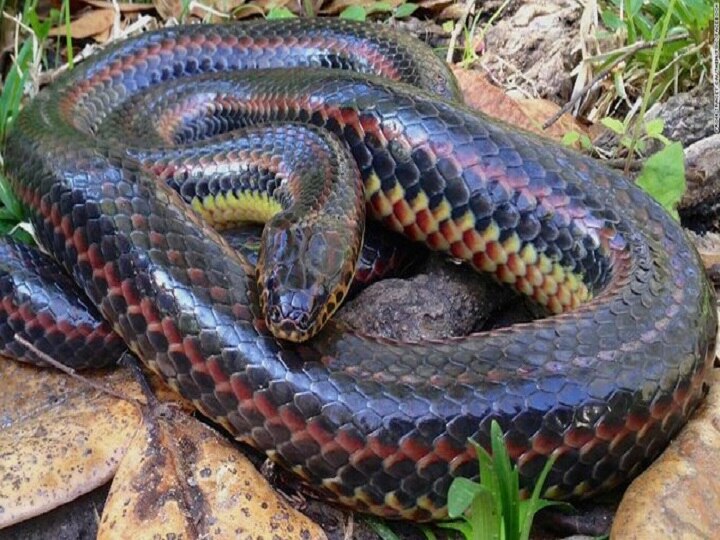 Rainbow snake seen in Florida after 50 years this beautiful snake does not contain poison 50 साल बाद फ्लोरिडा में दिखा रेनबो स्नेक, इस खूबसूरत सांप में नहीं होता जहर