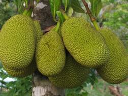 Health Tips: कटहल खाने के ये फायदे जानकर हैरान रह जाएंगे आप