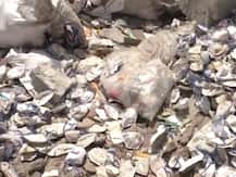 मुंबई: पुराने मास्क धोकर फिर से बेचने की तैयारी, कचरे के ढेर में मिले लाखों मास्क