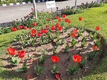 जम्मू के सचिवालय में लगाई जाएंगी ट्यूलिप, दुनियाभर में मशहूर है ये फूल