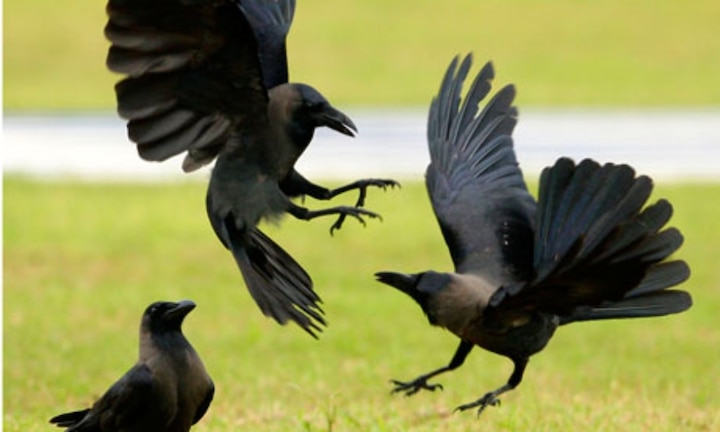 Crows and black crows are considered the world's most moving birds this is the reason काले कौवे को माना जाता है दुनिया का सबसे चालक पक्षी, ये रही वजह
