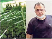 राजस्थान: 15वीं मंजिल गांजे की ऑर्गेनिक खेती करने वाला इजरायल का शख्स गिरफ्तार, एक हजार से ज्यादा पेड़ जब्त