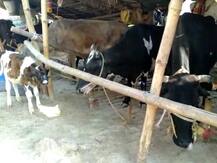 पटना: लॉकडाउन में चारा का दाम बढ़ा, मवेशी पालने वालों को हो रही है दिक्कत