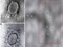 भारतीय वैज्ञानिकों को मिली सफलता, भारत में सामने आई Coronavirus की पहली तस्वीर