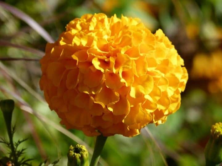 Use of marigold flower gives relief in these serious problems Health Tips: गेंदे के फूल के प्रयोग से इन गंभीर समस्याओं में मिलता है आराम