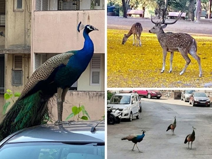 Lockdown: Nature has emerged in Mumbai, peacocks and deer flocked on the streets ANN Lockdown: मुंबई में खिलखिला उठी है कुदरत, सड़कों पर निकले मोर और हिरणों के झुंड