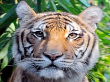 न्यूयॉर्क के चिड़ियाघर में मलेशियाई बाघिन कोरोना संक्रमित, पांच अन्य जानवरों में भी दिखे लक्षण