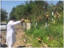 जम्मू: जंगली जानवरों को खाना खिलाने का बीड़ा युवाओं ने उठाया, लॉकडाउन के चलते नहीं मिल पा रहा है खाना