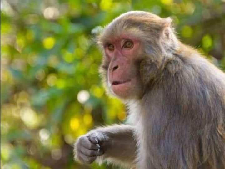 UP: Monkeys died of pneumonia in Sambhal post-mortem revealed यूपी: संभल में बंदरों की मौत से मचा हड़कंप, पोस्टमार्टम रिपोर्ट में खुलासा निमोनिया थी वजह