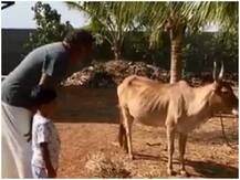 VIDEO: लॉकडाउन में फार्म हाउस और गाय के साथ यूं टाइम काट रहे हैं ये बॉलीवुड अभिनेता, देखिए वीडियो
