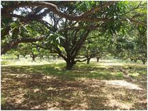 लखनऊ: लगने लगे हैं आम के टिकोरे, किसानों को इस बार अच्छी फसल की है उम्मीद