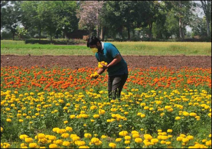जम्मू: फूल उगाने वाले किसानों पर लॉकडाउन की मार, मांग नहीं होने से खुद ही बर्बाद कर रहे खेत Jammu:flower farmers badly effected by Lockdown- ann जम्मू: फूल उगाने वाले किसानों पर लॉकडाउन की मार, मांग नहीं होने से खुद ही बर्बाद कर रहे खेत