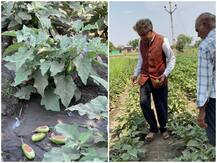 मध्य प्रदेश: लॉकडाउन के चलते सब्जी किसानों की दुर्गति, सब्जियां फेंकने को मजबूर