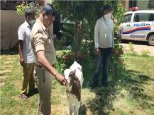 कर्नाटकः बेंगलुरु पुलिस ने गाड़ी से बरामद किया बछड़ा, अब थाने में रखकर कर रोजाना पिला रहा है 20 लिटर दूध