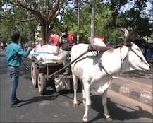 दिल्ली: लॉकडाउन में लाइफलाइन बनी बैल गाड़ी, एक बार फिर लौटा पुराना दौर