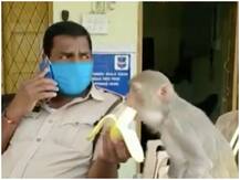 Lockdown: बिना हाथ वाले बंदर को केला खिलाते हुए पुलिसकर्मी का वीडियो वायरल, आप भी देखें