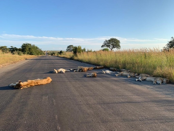 South Africa: Lions seen on road amid lockdown दक्षिण अफ्रीका: लॉकडाउन के बीच सड़क पर नजर आया शेरों का झुंड, पार्क ने बताया दुर्लभ नजारा