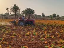 जोधपुर में फूलों की खेती करने वाले किसानों की बढ़ी मुश्किल, खरीददार नहीं मिलने पर बागान को ट्रैक्टर से रौंदा