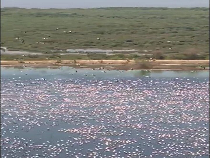 Mumbai Lockdown Large Flock of Flamingos is Painting मुंबई: लॉकडाउन से पानी साफ हुआ तो 'पिंक हंसों' के चहकाने से गुलजार हुआ सारा शहर