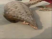 क्या पैंगोलिन का कोरोना वायरस इंसानों के बीच पहुंच सकता है? वैज्ञानिकों ने जताई ये बड़ी आशंका