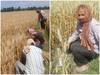 जम्मू: लॉकडाउन के चलते किसानों की दिक्कतें बढ़ीं, फसल है तैयार पर काटने के लिए नहीं मिल रही हैं मशीनें