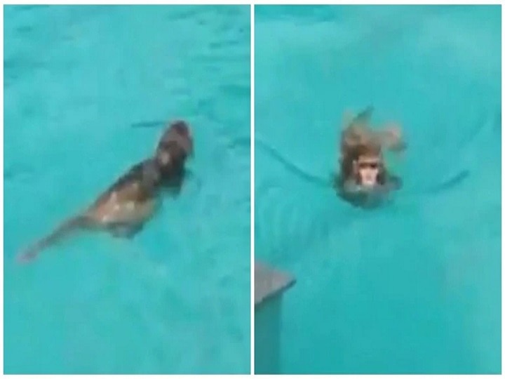 Sachchai ka sensex fact check Monkey floating in swimming pool सच्चाई का सेंसेक्स: पानी में तैरने वाला बंदर हो रहा वायरल, जानें क्या है वायरल वीडियो का सच