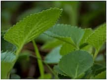 अजवाइन की पत्तियां भी हैं बहुत फायदेमंद, गुण जानकार रह जाएंगे हैरान