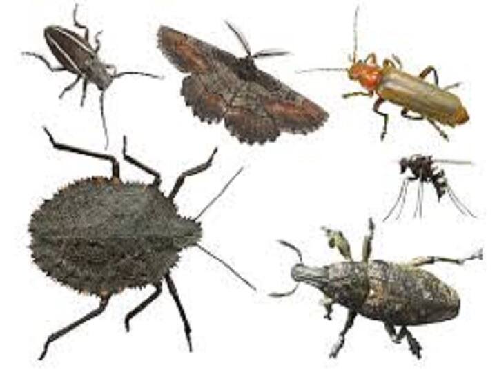 जारी रहा शहरीकरण तो 75 सालों में घट सकते हैं 50 फीसद कीडे़-मकोडे़ Experts warn 50 percent decrease in insects in 75 years जारी रहा शहरीकरण तो 75 सालों में घट सकते हैं 50 फीसद कीडे़-मकोडे़