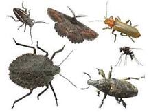 जारी रहा शहरीकरण तो 75 सालों में घट सकते हैं 50 फीसद कीडे़-मकोडे़