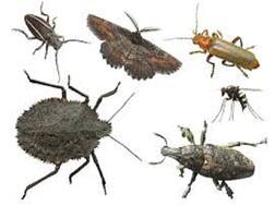 जारी रहा शहरीकरण तो 75 सालों में घट सकते हैं 50 फीसद कीडे़-मकोडे़