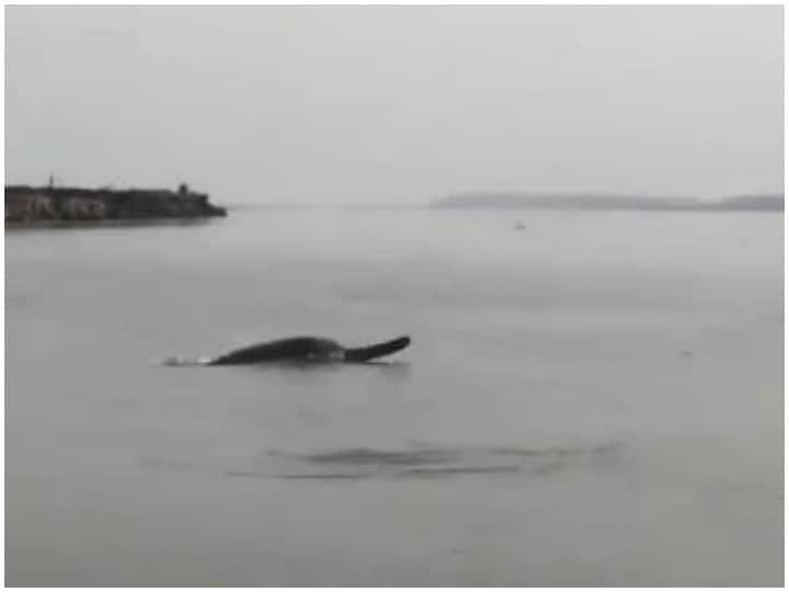 Coronavirus Lockdown Dolphin spotted in Ganga river in Meerut video goes viral Coronavirus Lockdown: मेरठ में गंगा नदी में गोते लगाती हुई दिखी डॉल्फिन, वीडियो हुआ वायरल