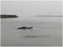 Coronavirus Lockdown: मेरठ में गंगा नदी में गोते लगाती हुई दिखी डॉल्फिन, वीडियो हुआ वायरल