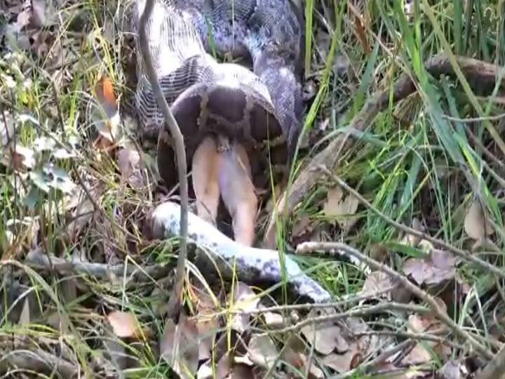 Python Swallows Deer In Viral Video From Uttar Pradesh Viral Video: इतना भूखा था ये अजगर कि पूरा हिरण ही निगल गया, उत्तर प्रदेश का है वीडियो