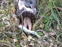 Viral Video: इतना भूखा था ये अजगर कि पूरा हिरण ही निगल गया, उत्तर प्रदेश का है वीडियो