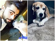 नहीं रहा विराट कोहली का 11 साल पुराना साथी ब्रूनो, फोटो पोस्ट कर कहा- 'तुम्हारे साथ है लाइफटाइम कनेक्शन'