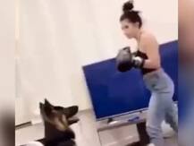 अमानवीय: जर्मन शेफर्ड को पंच मारते महिला का वीडियो वायरल, इंटरनेट पर मचा बवाल