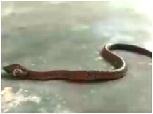 Viral Video: ओडिशा में दिखा दो सिर वाला दुर्लभ सांप, रेस्क्यू करके जंगल में छोड़ा गया